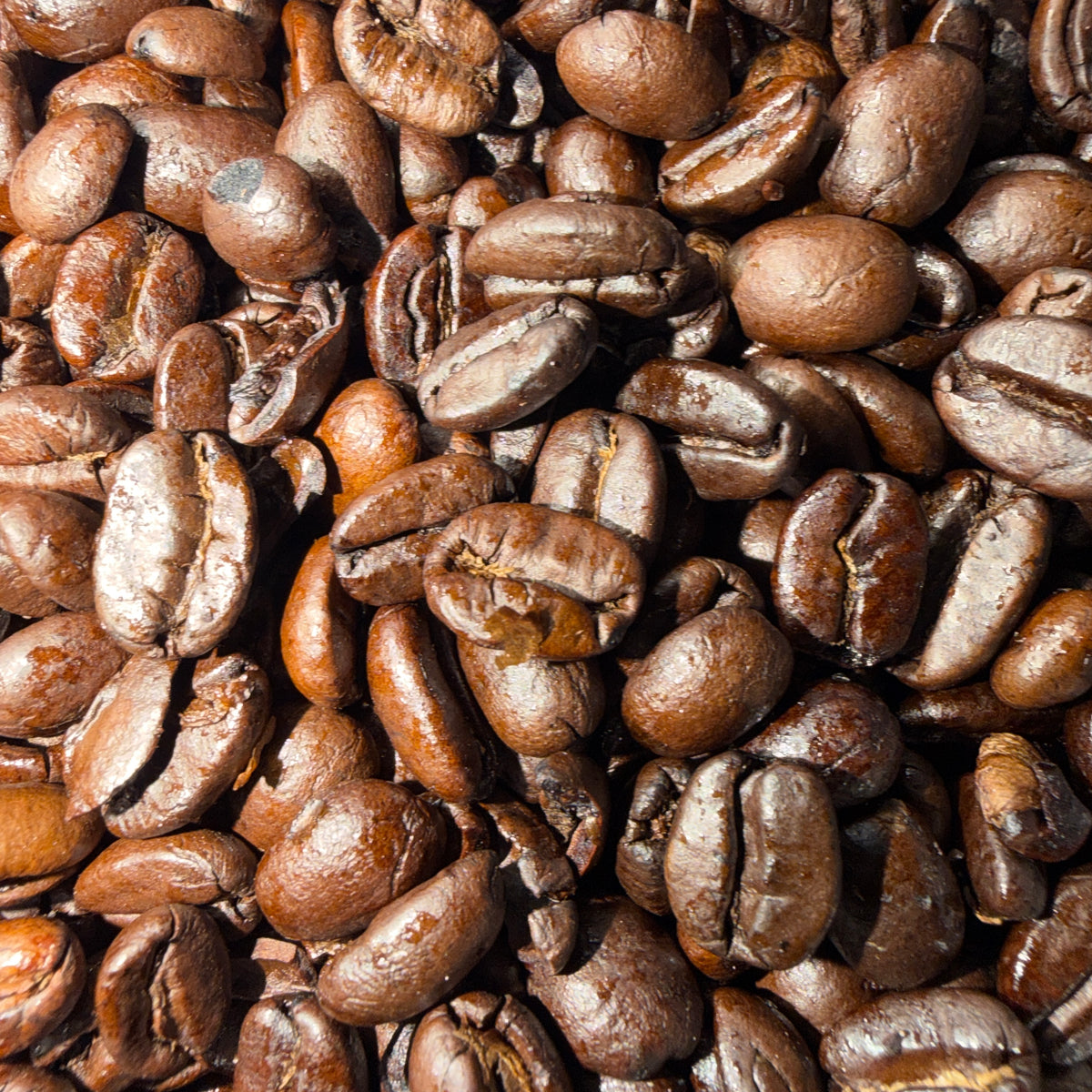 Pachyderm Pulse - Dark Roast